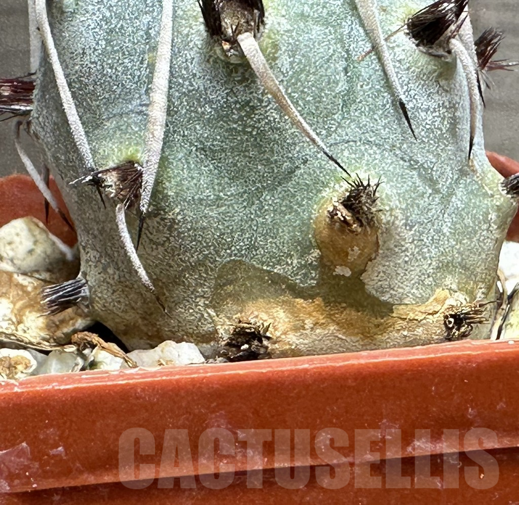 SHPR31839 Tephrocactus articulatus - Image 2