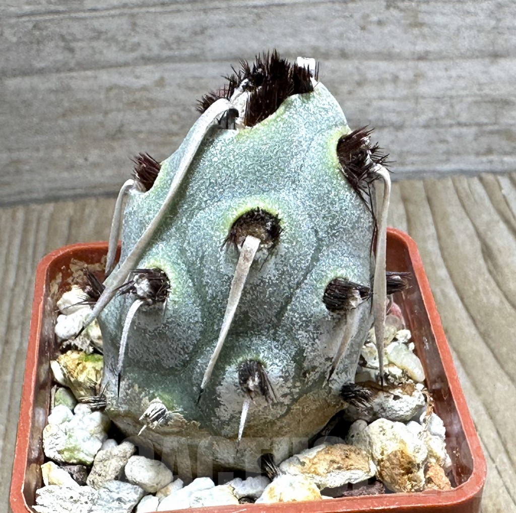 SHPR31839 Tephrocactus articulatus