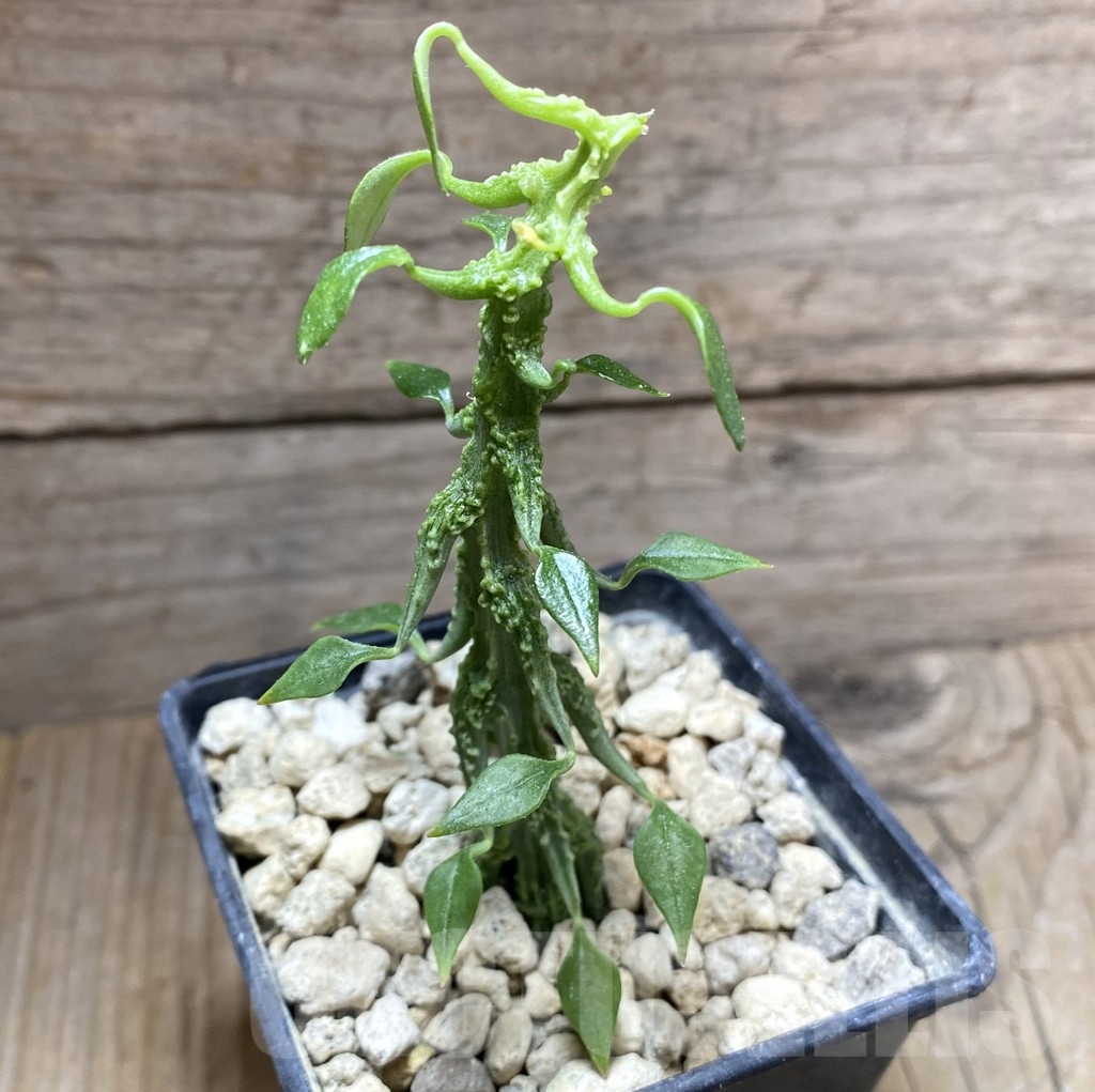 SHPR33266 Ceropegia sp. nova - Image 2