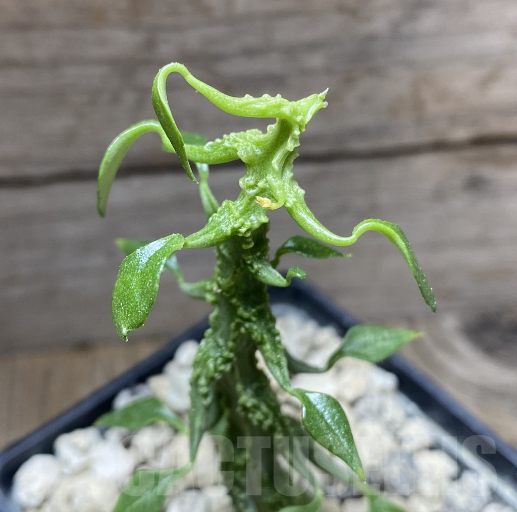 SHPR33266 Ceropegia sp. nova