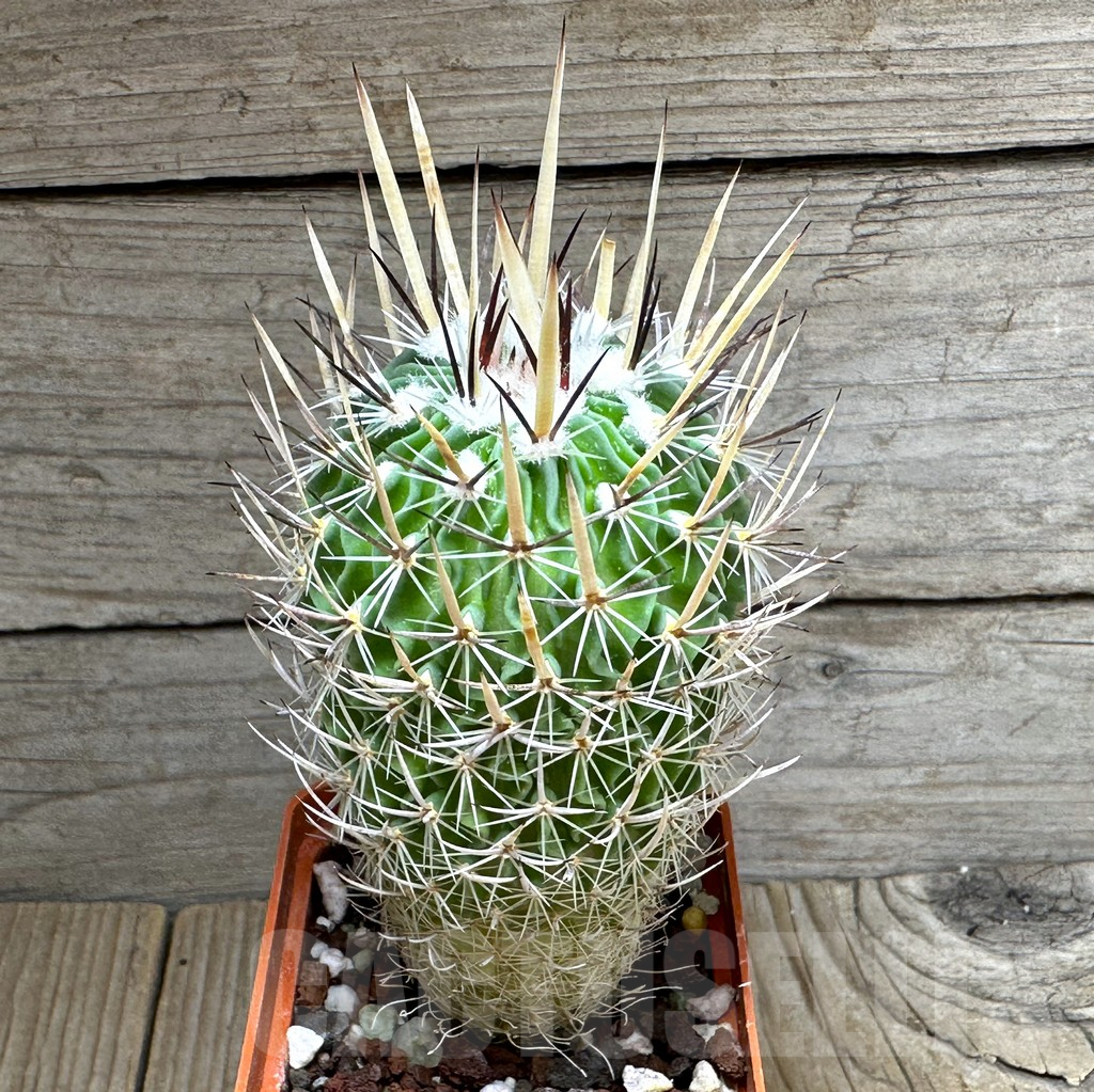 SHPR31840 Stenocactus erectocentrus