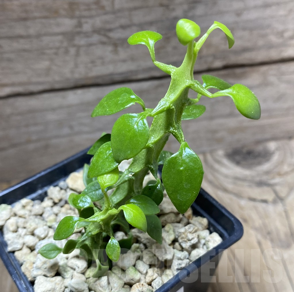 SHPR33267 Ceropegia simoneae