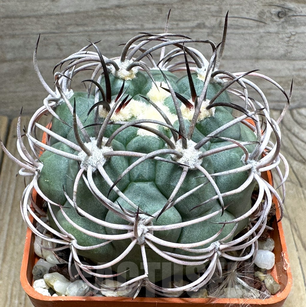 SHPR31841 Gymnocalycium saglione