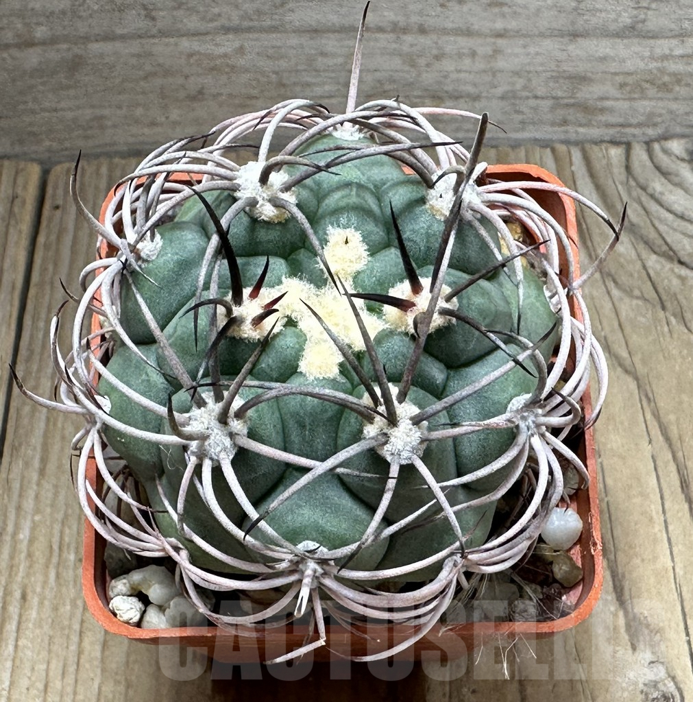SHPR31841 Gymnocalycium saglione - Image 2