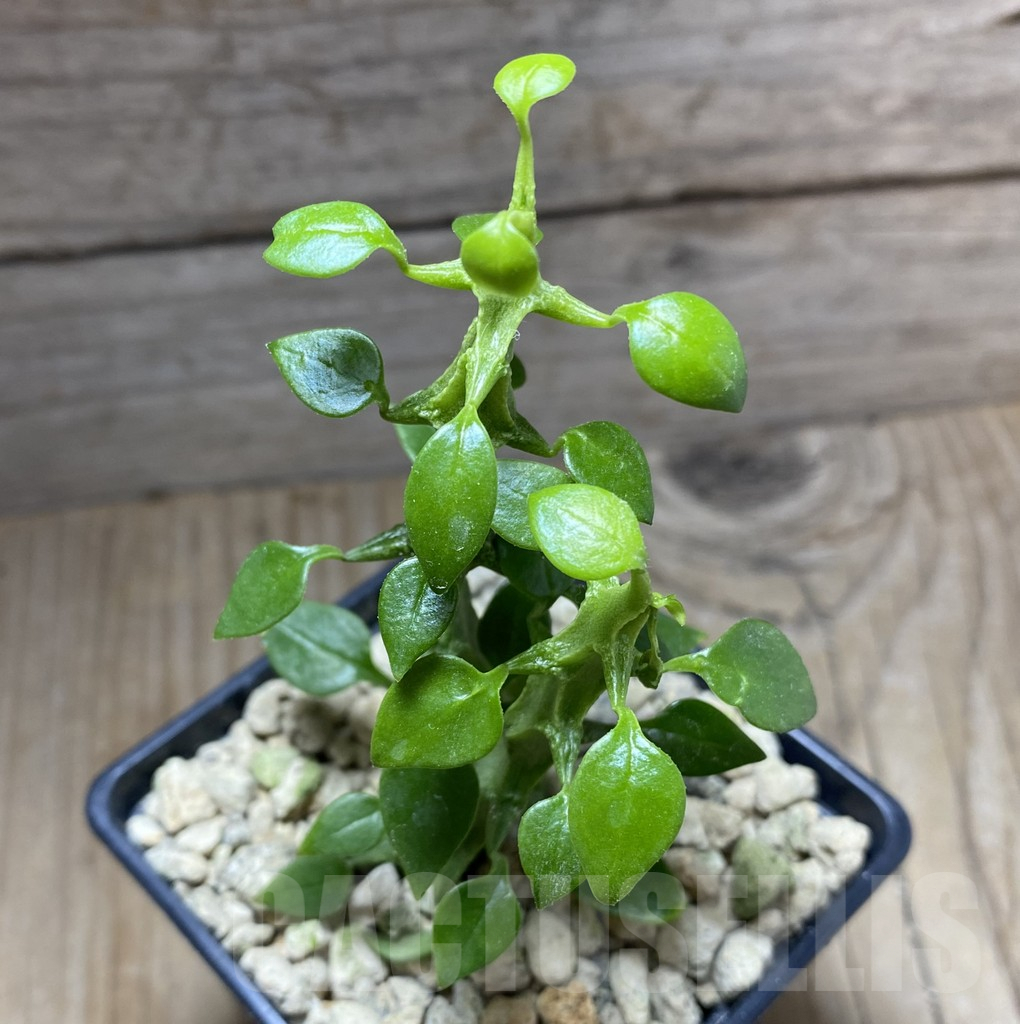 SHPR33268 Ceropegia simoneae