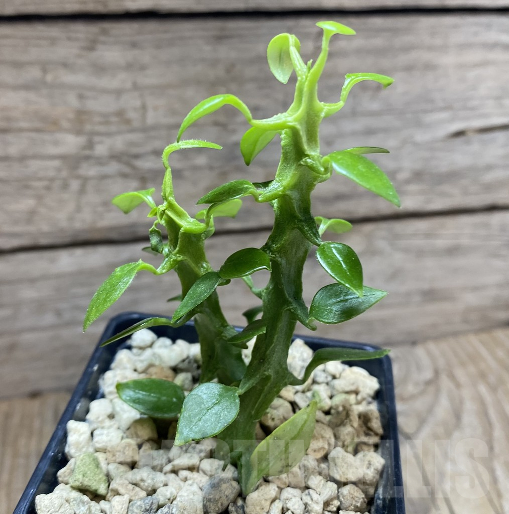 SHPR33268 Ceropegia simoneae - 画像 (2)