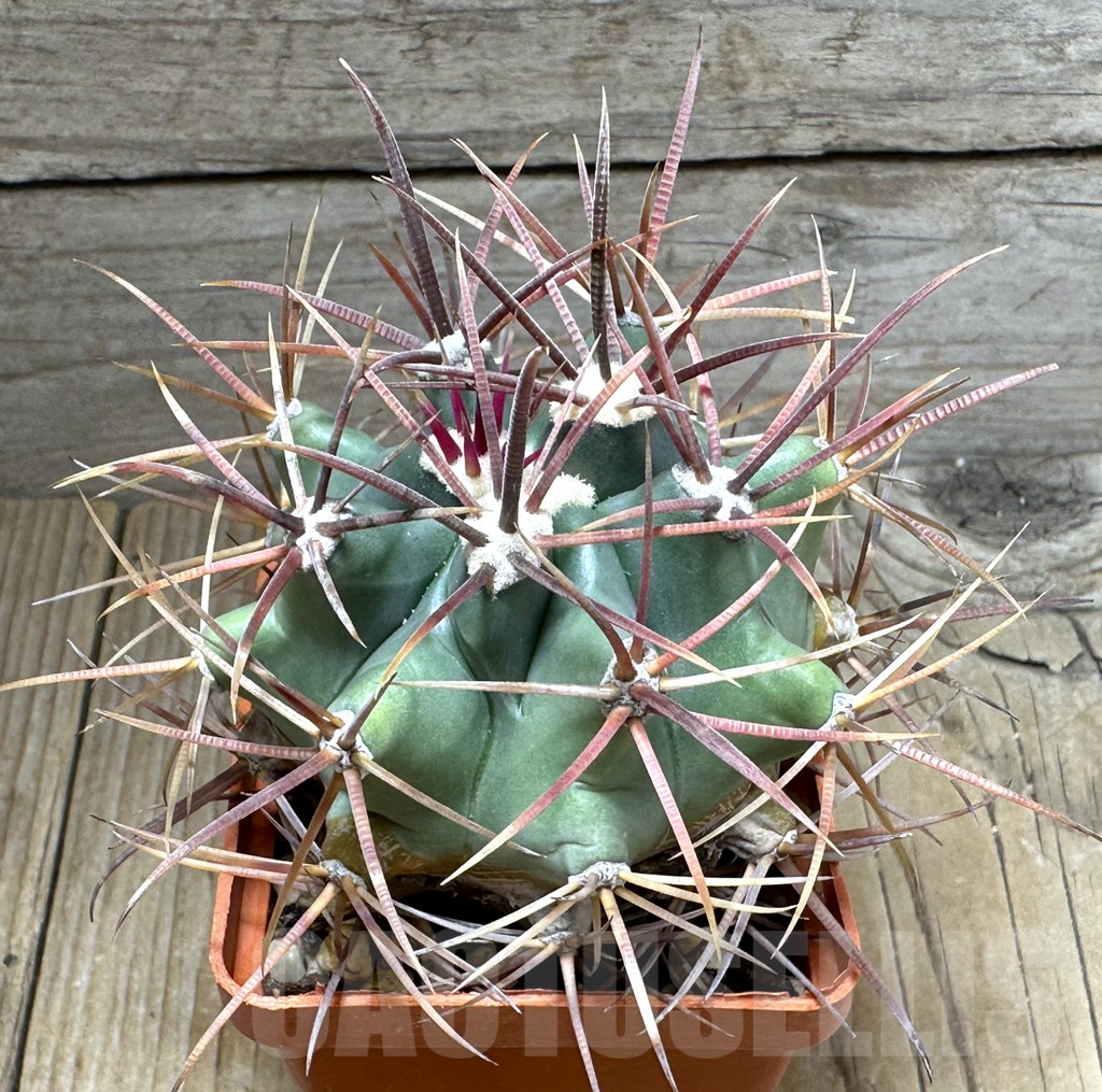 SHPR31843 Ferocactus santa-maria