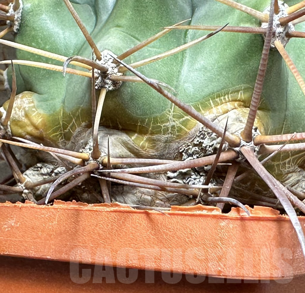 SHPR31843 Ferocactus santa-maria - Зображення 2