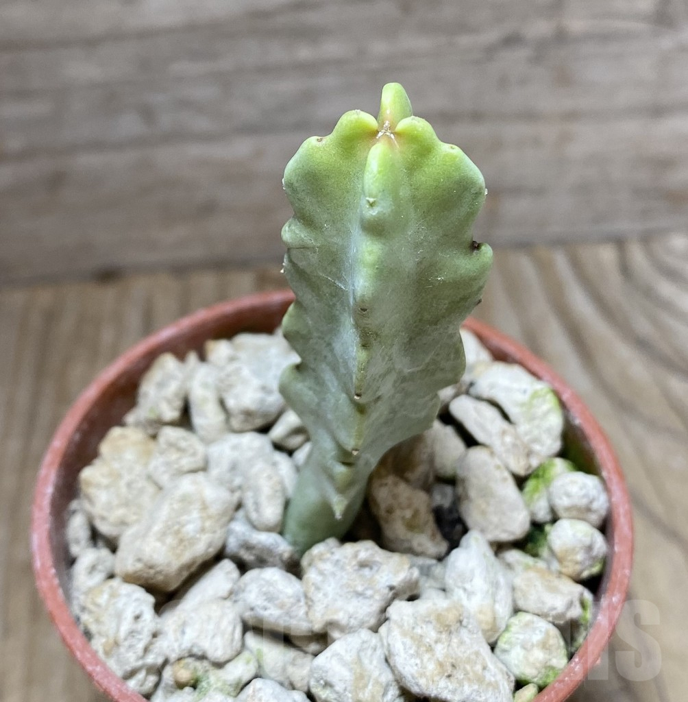 SHPR33270 Caralluma flava - 画像 (2)