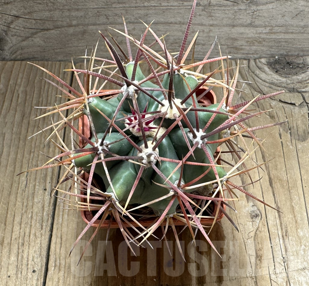 SHPR31843 Ferocactus santa-maria - Зображення 3