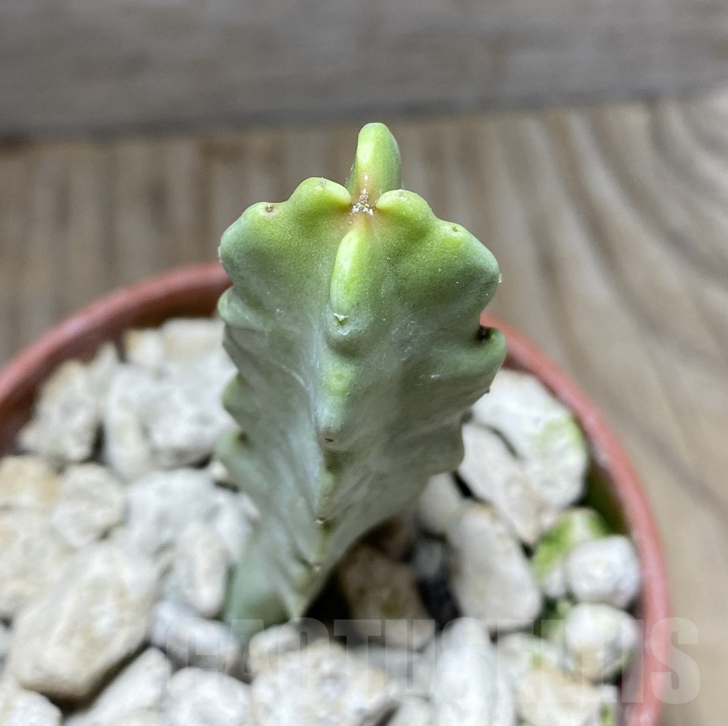 SHPR33270 Caralluma flava