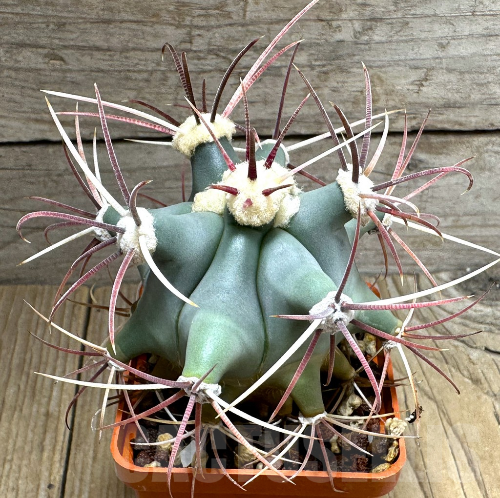 SHPR31844 Ferocactus emoryi