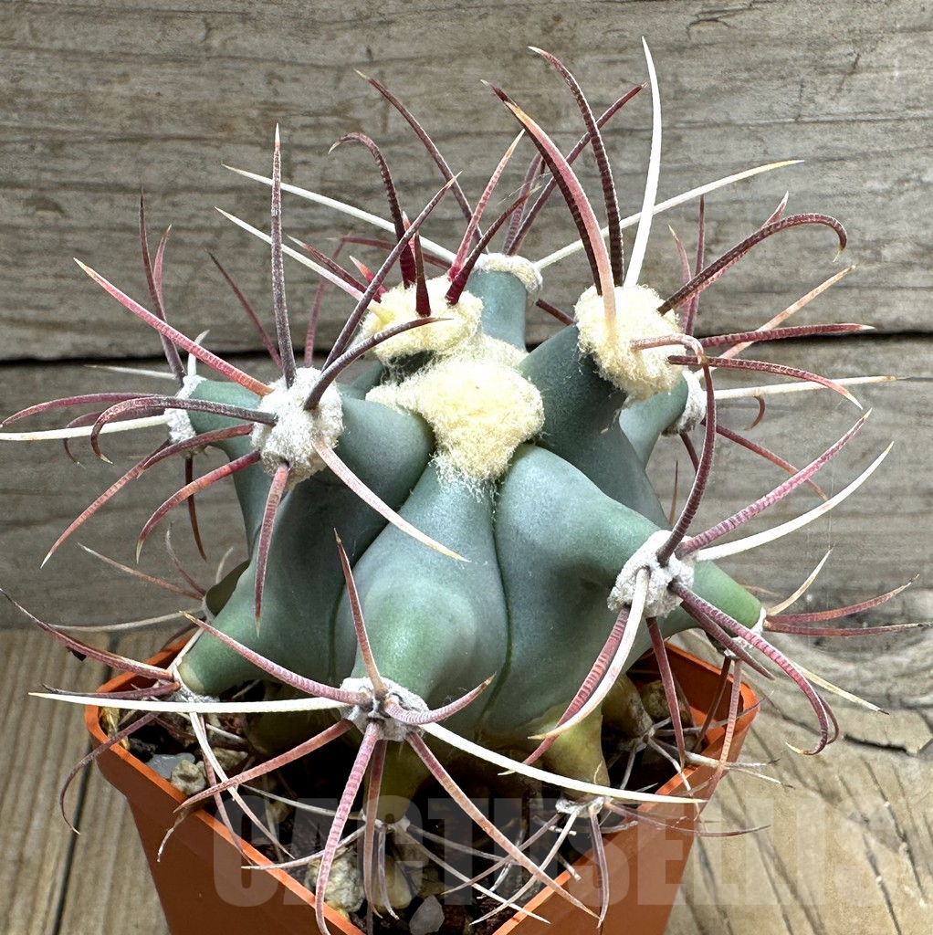 SHPR31844 Ferocactus emoryi - Зображення 2