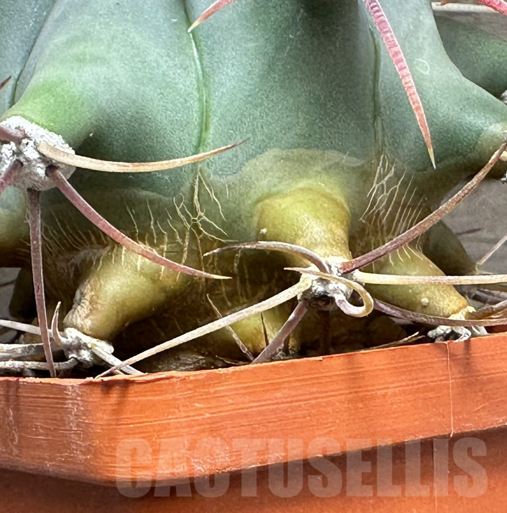 SHPR31844 Ferocactus emoryi - Зображення 3