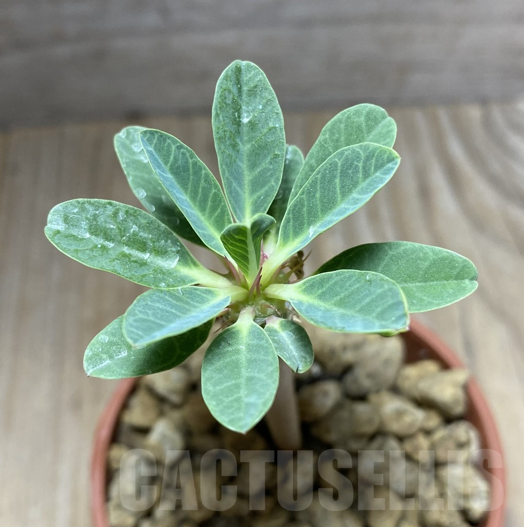 SHPR33274 Euphorbia guillauminiana - Image 3