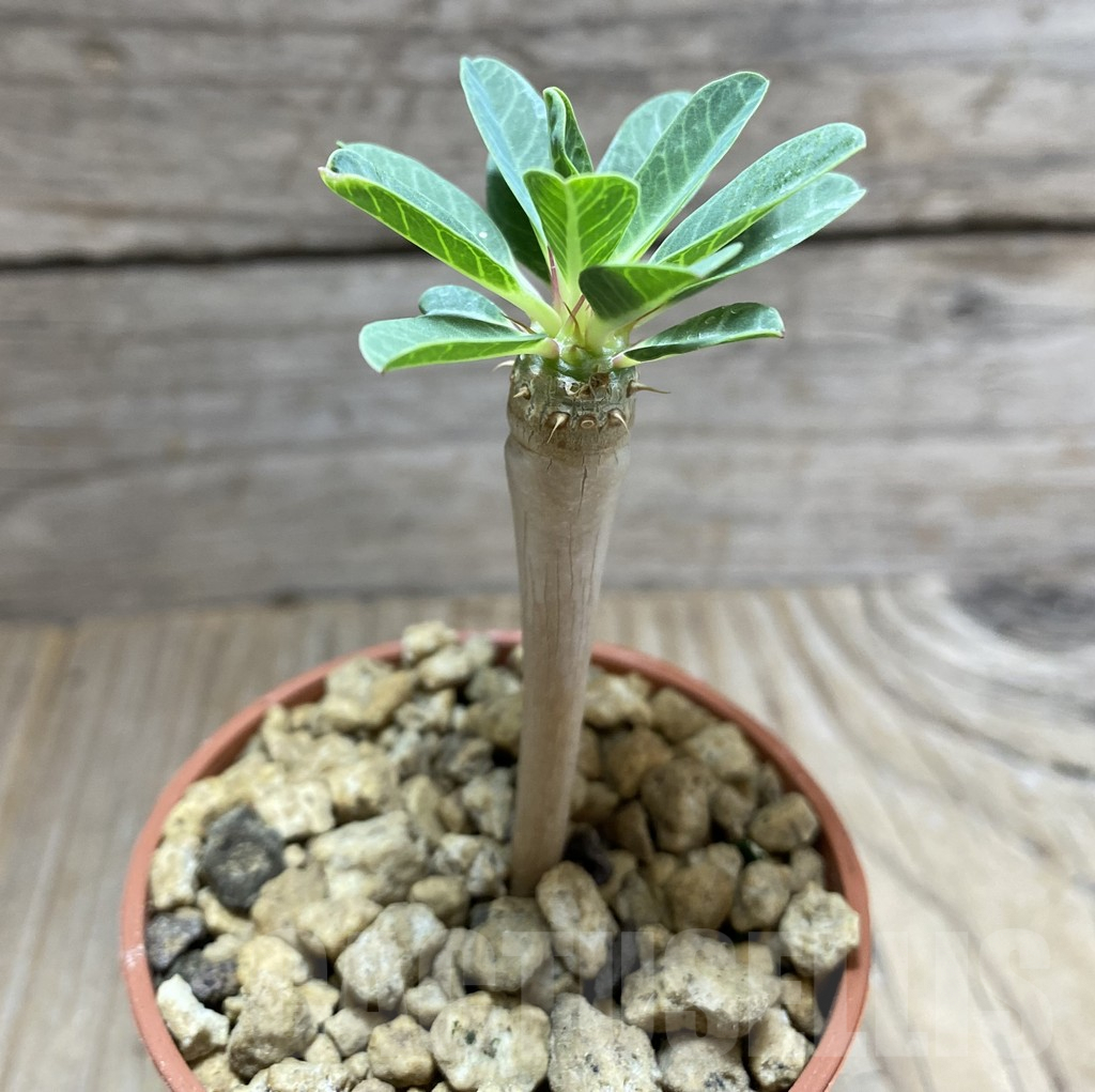 SHPR33274 Euphorbia guillauminiana - Image 2