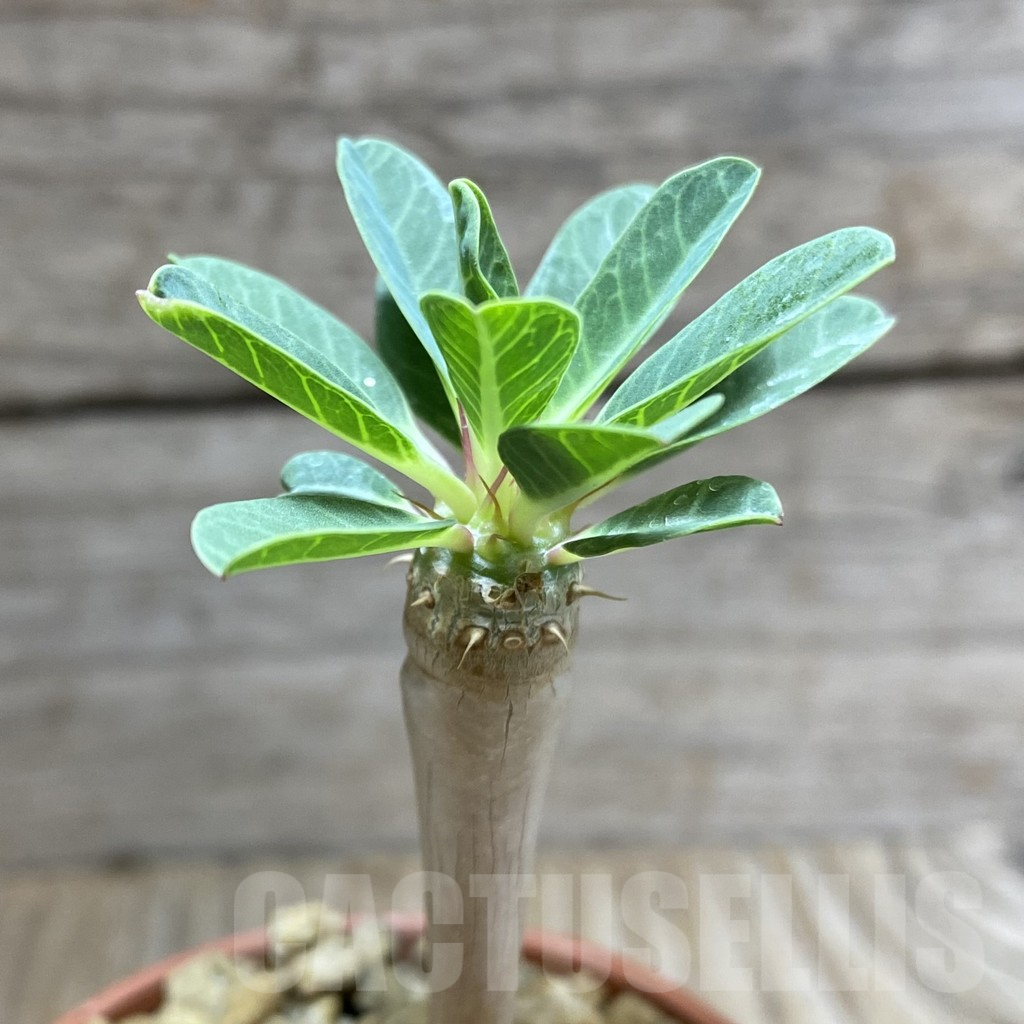 SHPR33274 Euphorbia guillauminiana