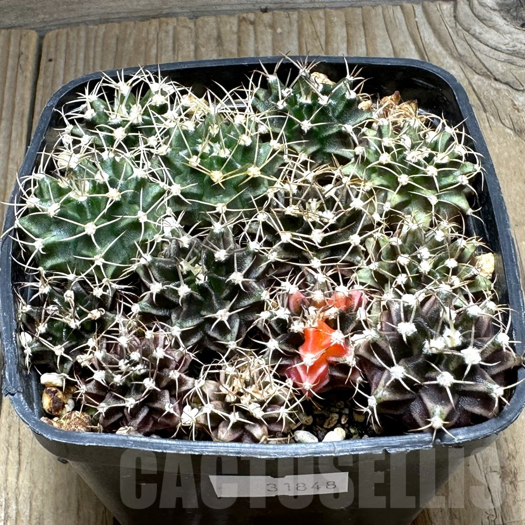 SHPR31848 Gymnocalycium mihanovichii hybrid mix