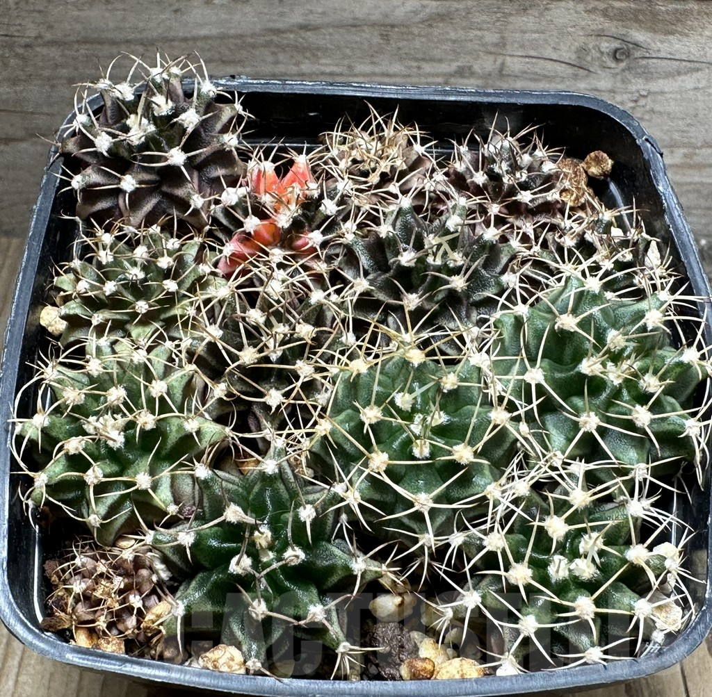 SHPR31848 Gymnocalycium mihanovichii hybrid mix – Bild 2