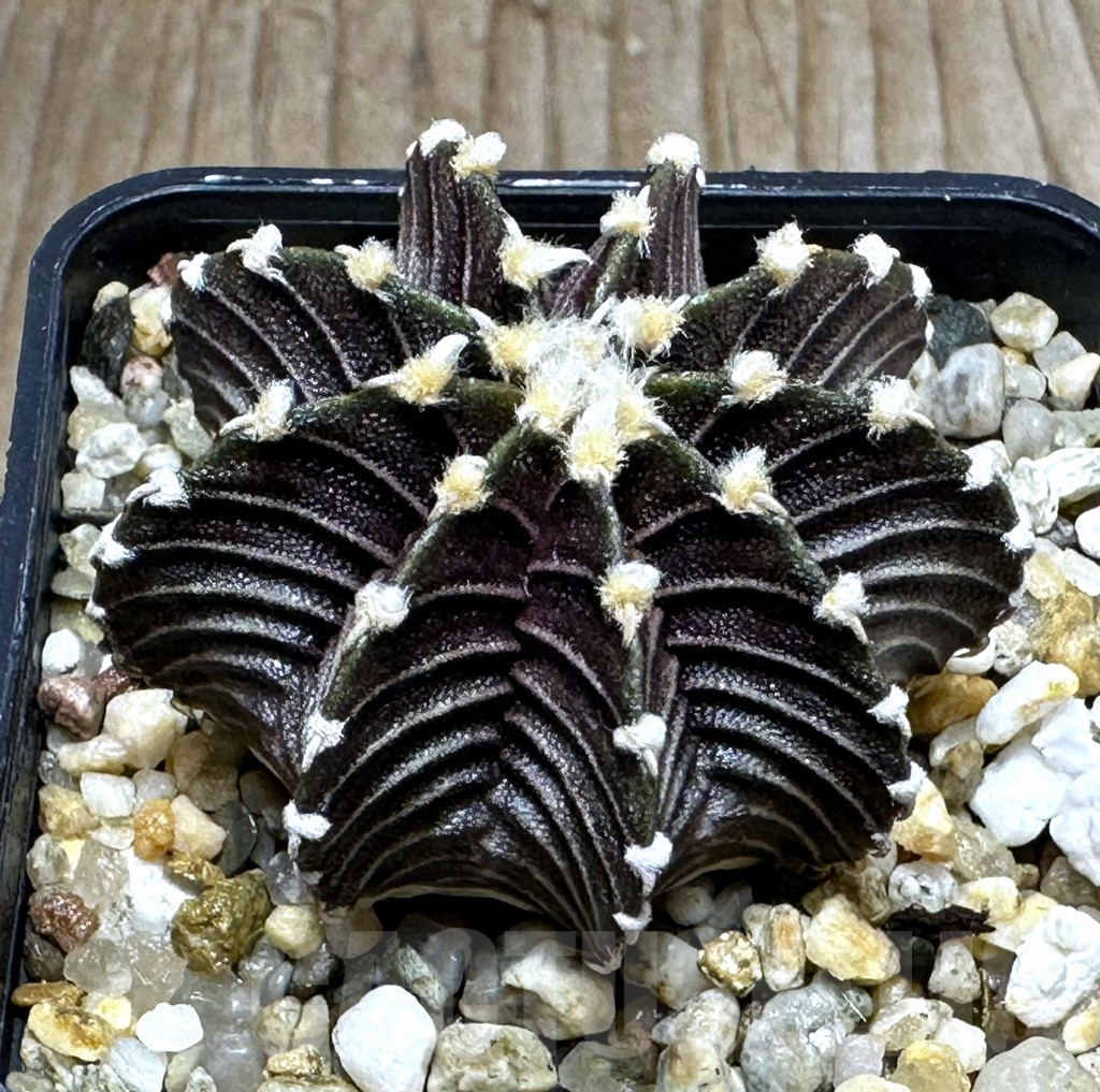 SHPR31849 Gymnocalycium friedrichii VOS 1241