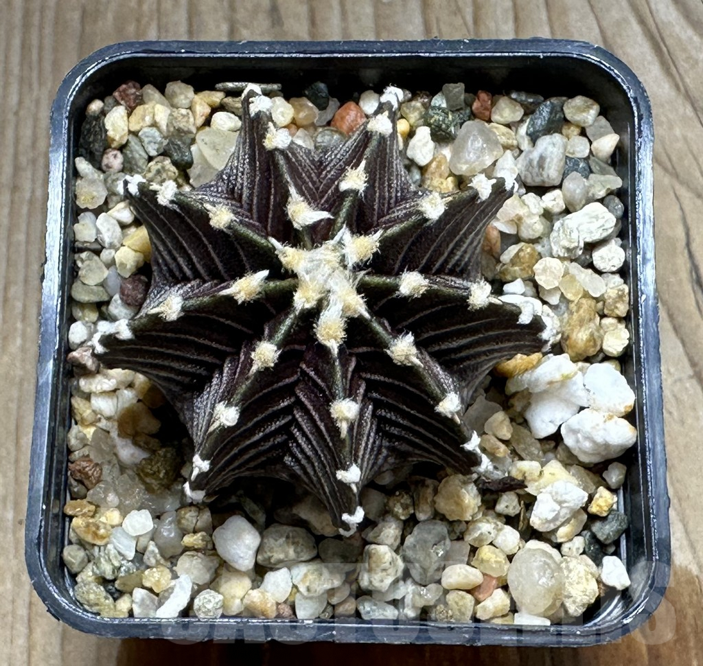 SHPR31849 Gymnocalycium friedrichii VOS 1241 – Bild 2