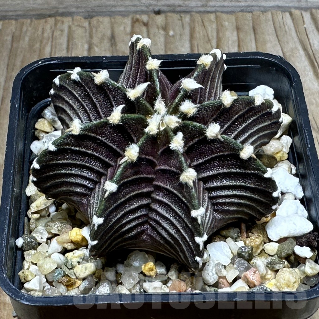 SHPR31850 Gymnocalycium friedrichii VOS 1241