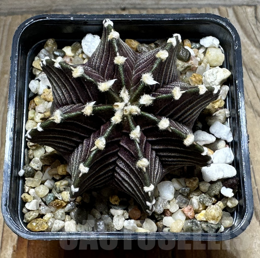 SHPR31850 Gymnocalycium friedrichii VOS 1241 – Bild 2