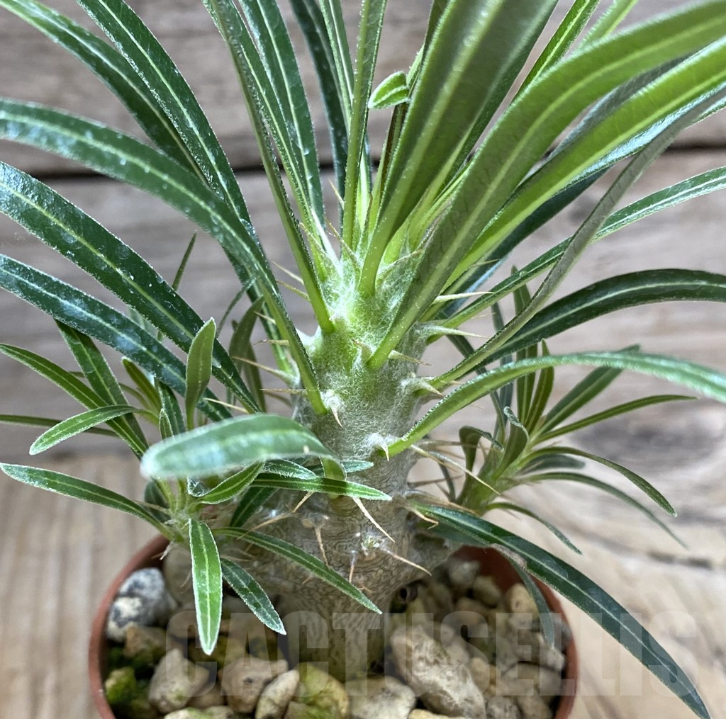 SHPR33280 Pachypodium gracilius