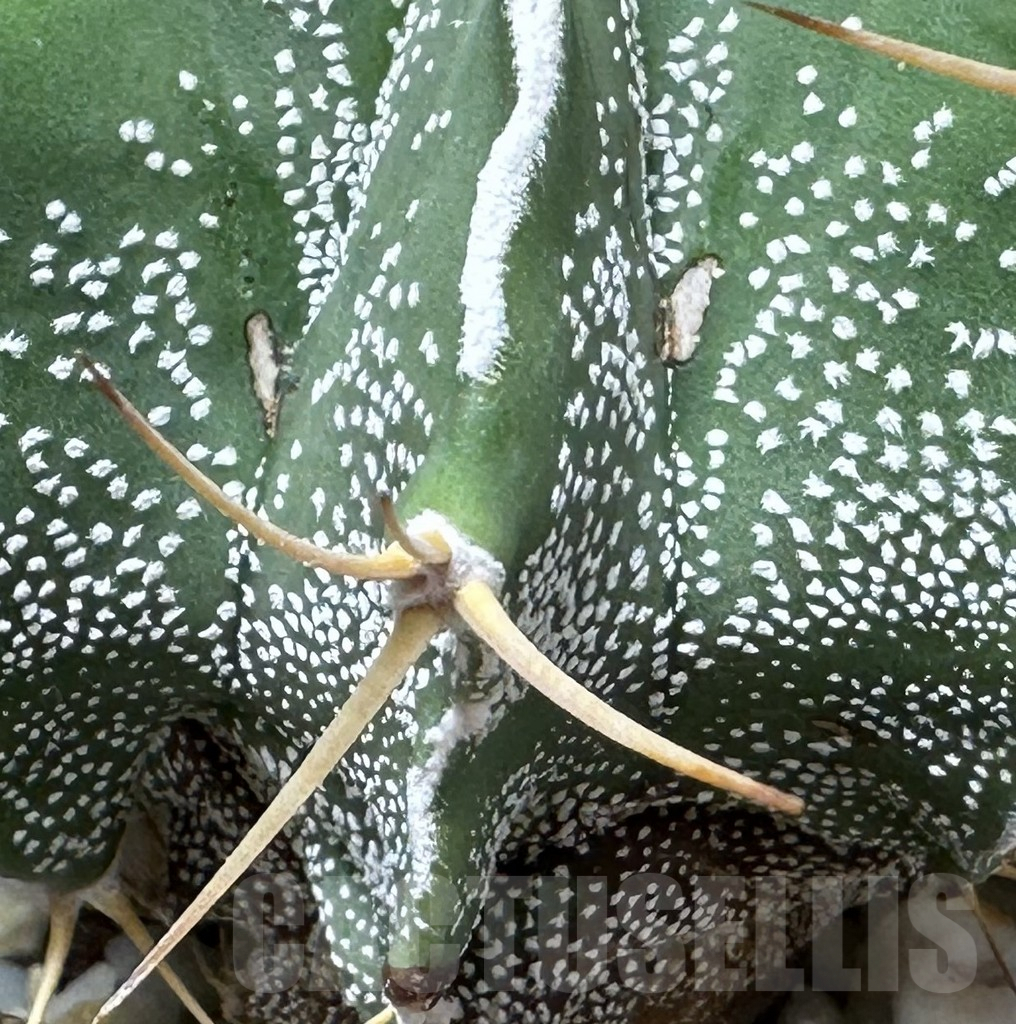 SHPR31851 Astrophytum ornatum hybrid - Image 2