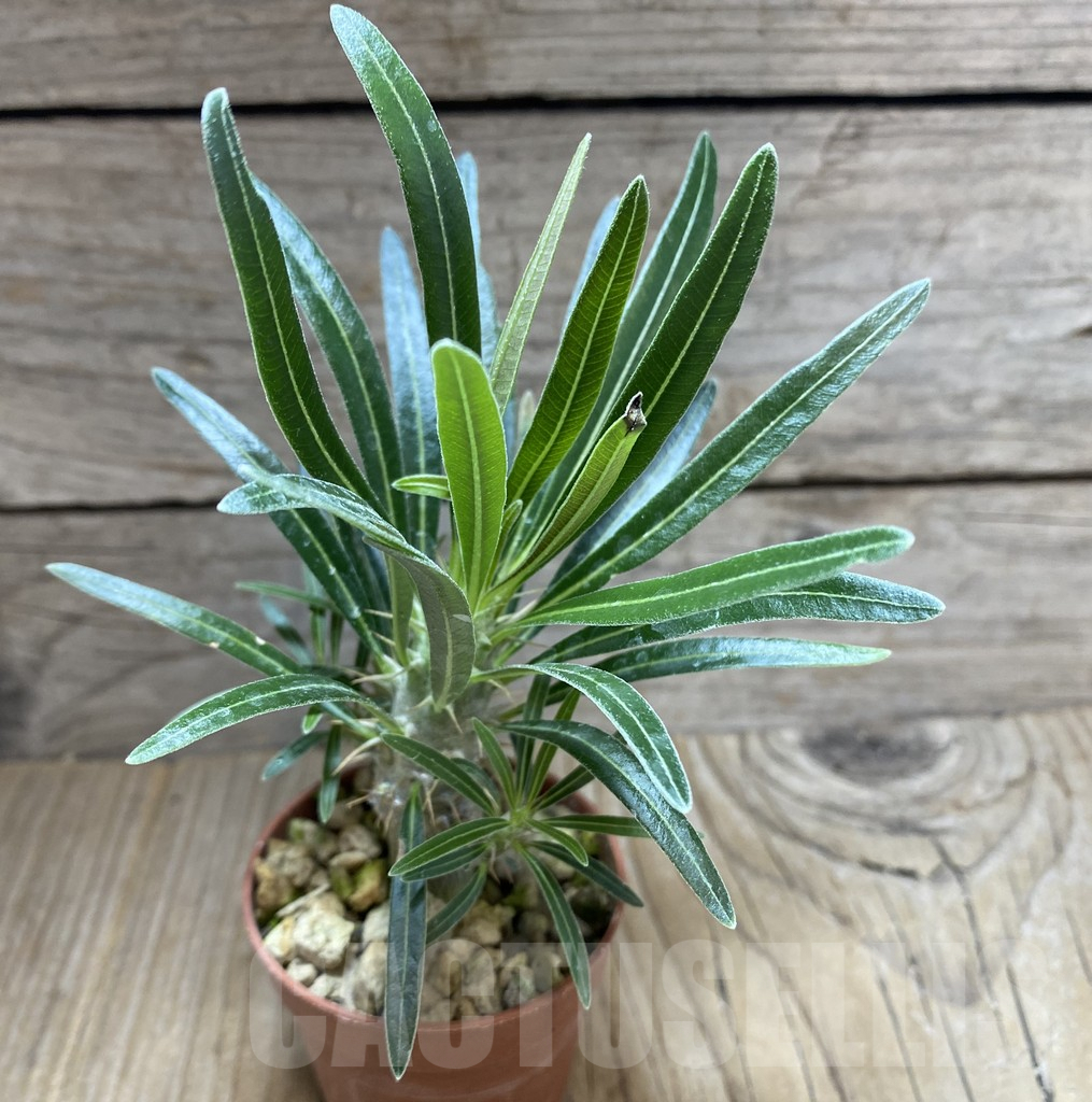 SHPR33280 Pachypodium gracilius - Image 2