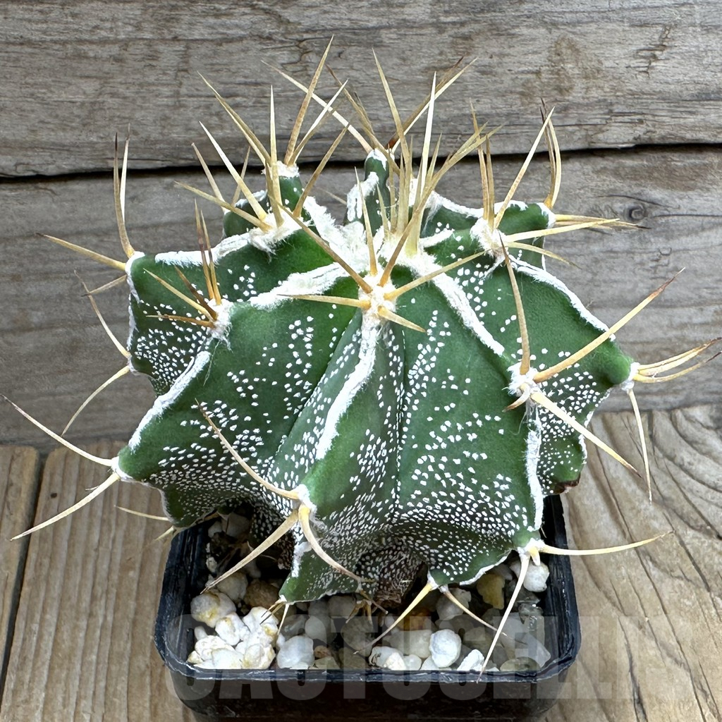 SHPR31851 Astrophytum ornatum hybrid