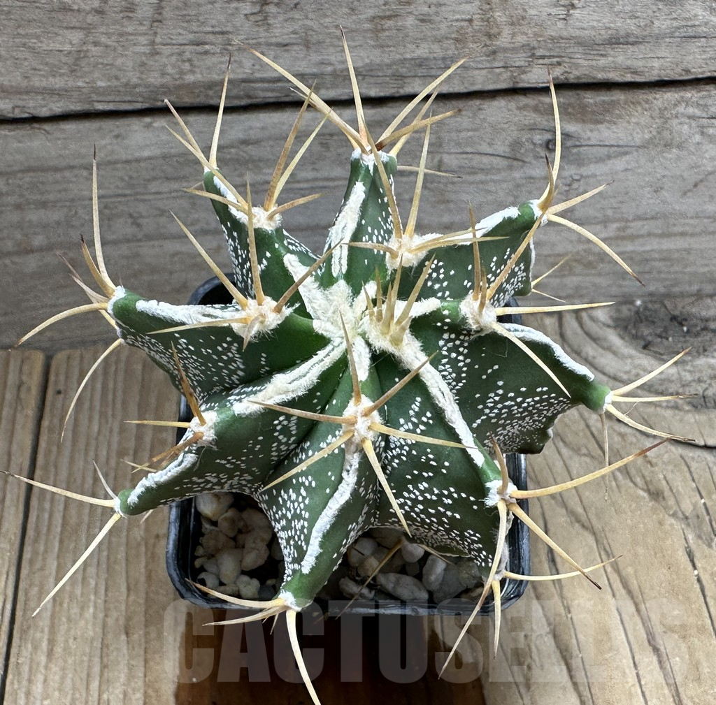 SHPR31851 Astrophytum ornatum hybrid - Image 3