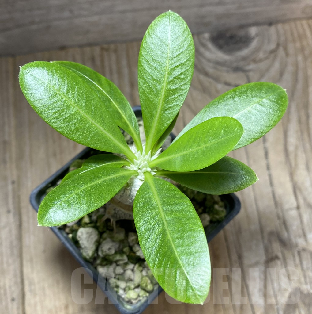 SHPR33282 Pachypodium brevicaule, grafted - Image 2