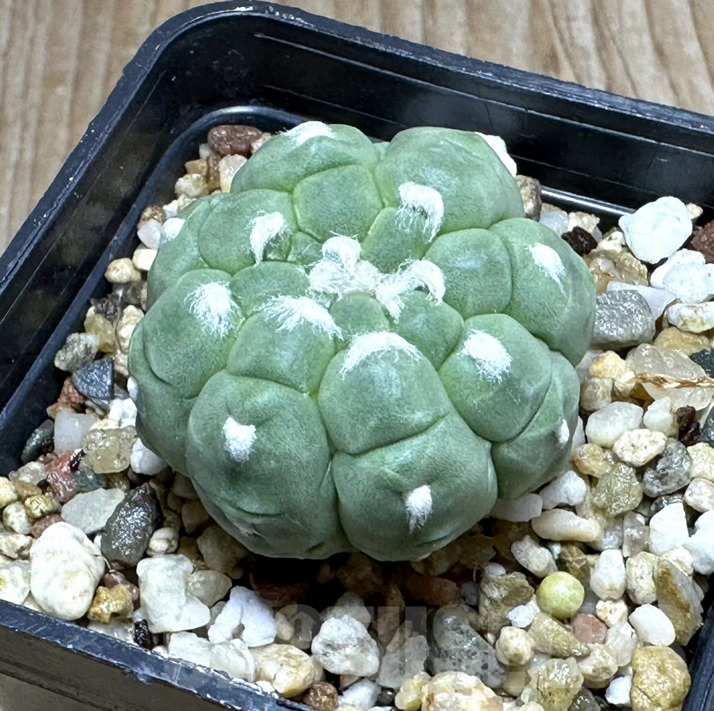 SHPR31853 Astrophytum asterias ‘Kikko Lizard Skin’