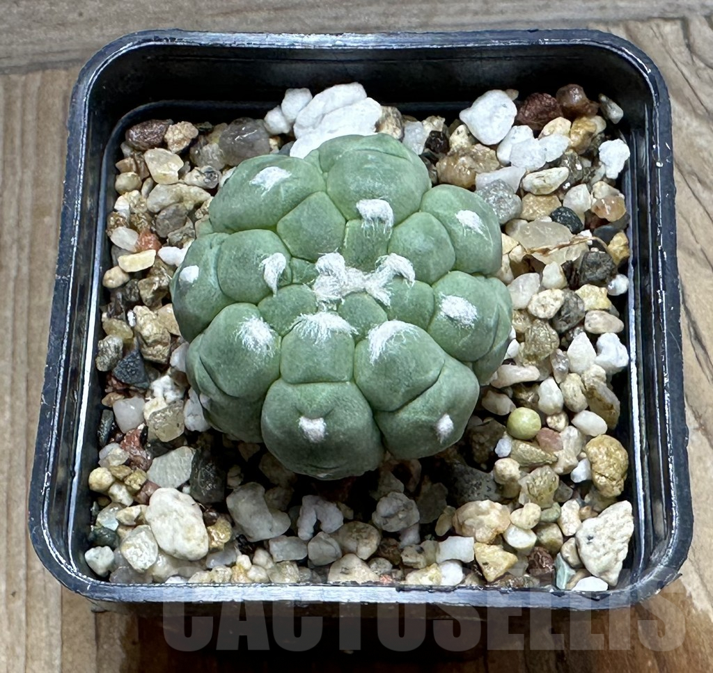 SHPR31853 Astrophytum asterias ‘Kikko Lizard Skin’ - Image 2