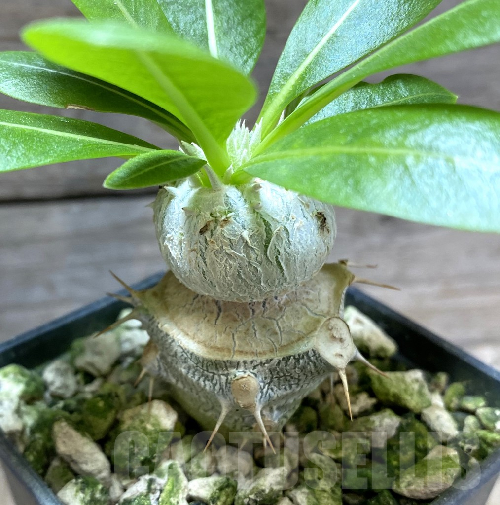 SHPR33282 Pachypodium brevicaule, grafted - Image 3