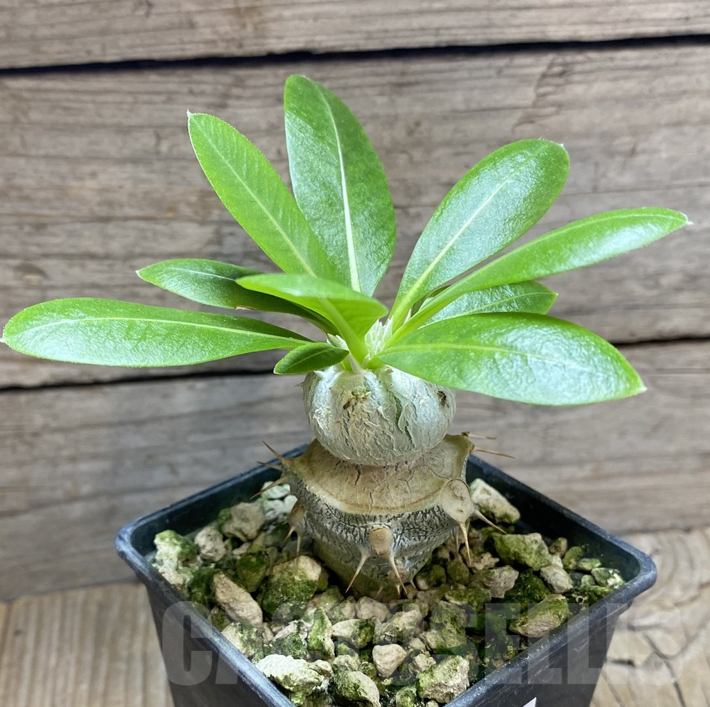 SHPR33282 Pachypodium brevicaule, grafted