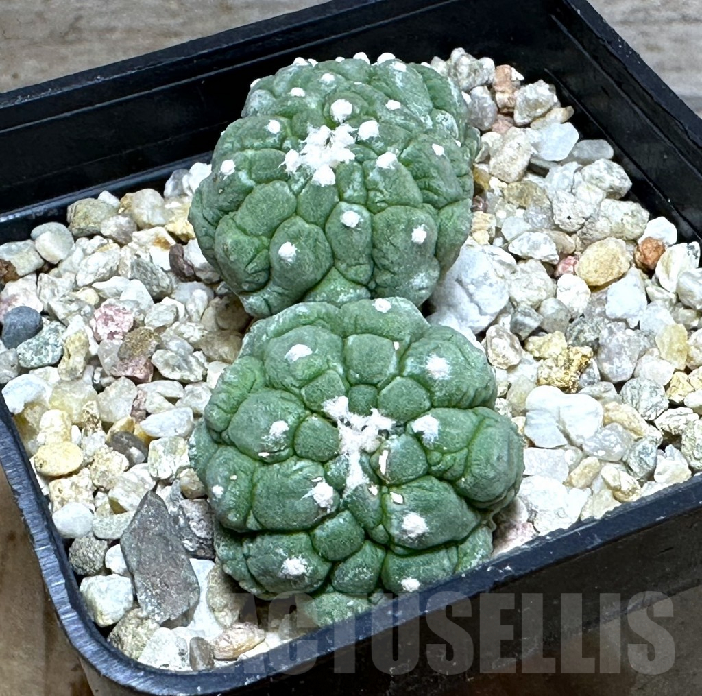 SHPR31854 Astrophytum asterias ‘Kikko Lizard Skin’