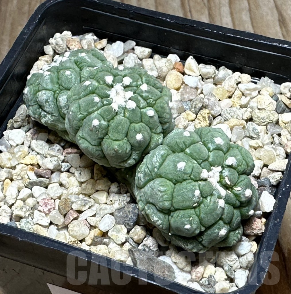 SHPR31854 Astrophytum asterias ‘Kikko Lizard Skin’ - Image 2