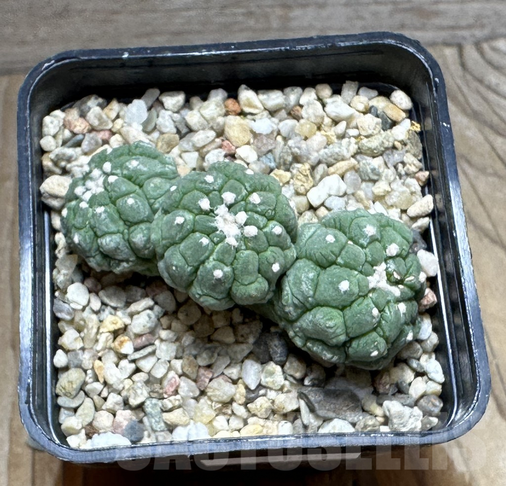 SHPR31854 Astrophytum asterias ‘Kikko Lizard Skin’ - Image 3