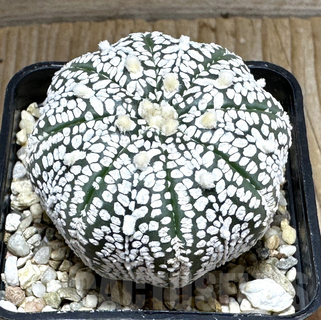 SHPR31855 Astrophytum asterias ‘Super Kabuto’