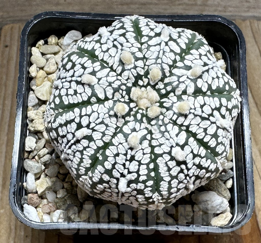SHPR31855 Astrophytum asterias ‘Super Kabuto’ - Image 2
