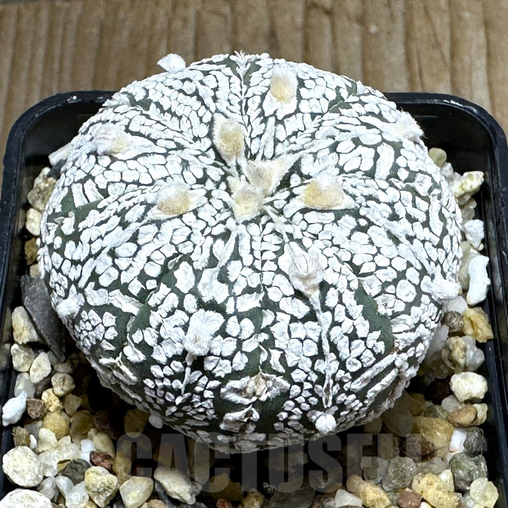 SHPR31856 Astrophytum asterias ‘Super Kabuto’