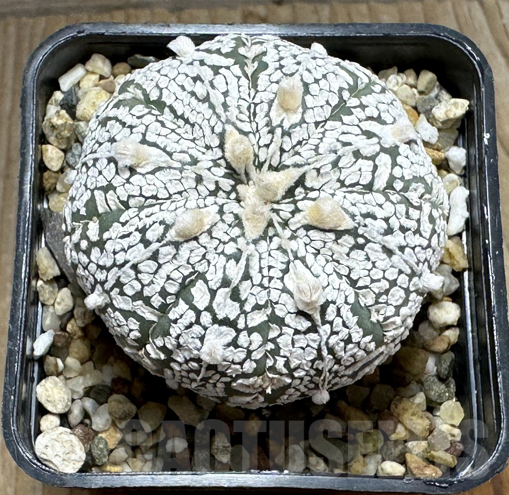 SHPR31856 Astrophytum asterias ‘Super Kabuto’ - Image 2