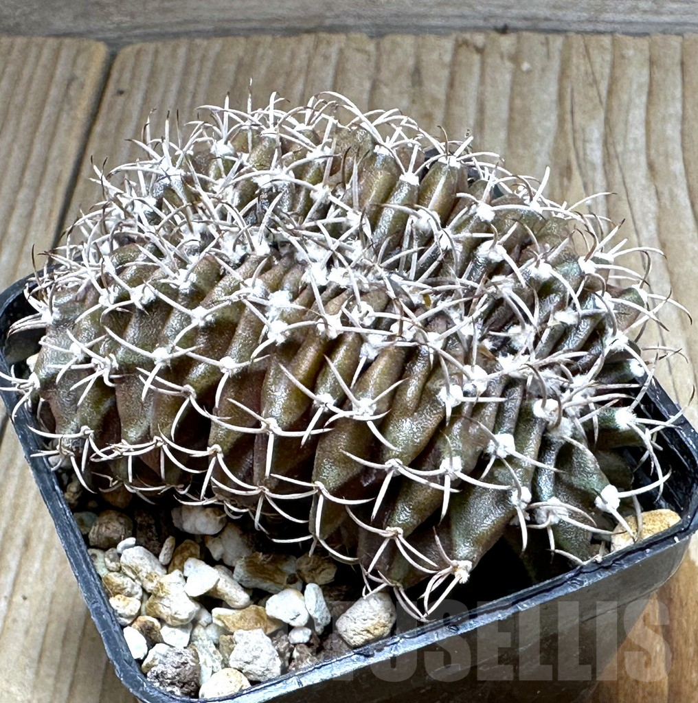 SHPR17811 Gymnocalycium mihanovichii f. cristata