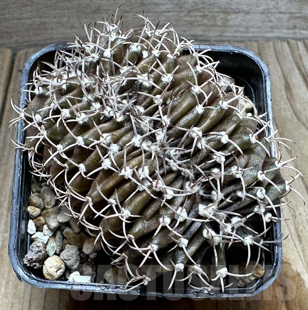 SHPR17811 Gymnocalycium mihanovichii f. cristata - Image 2