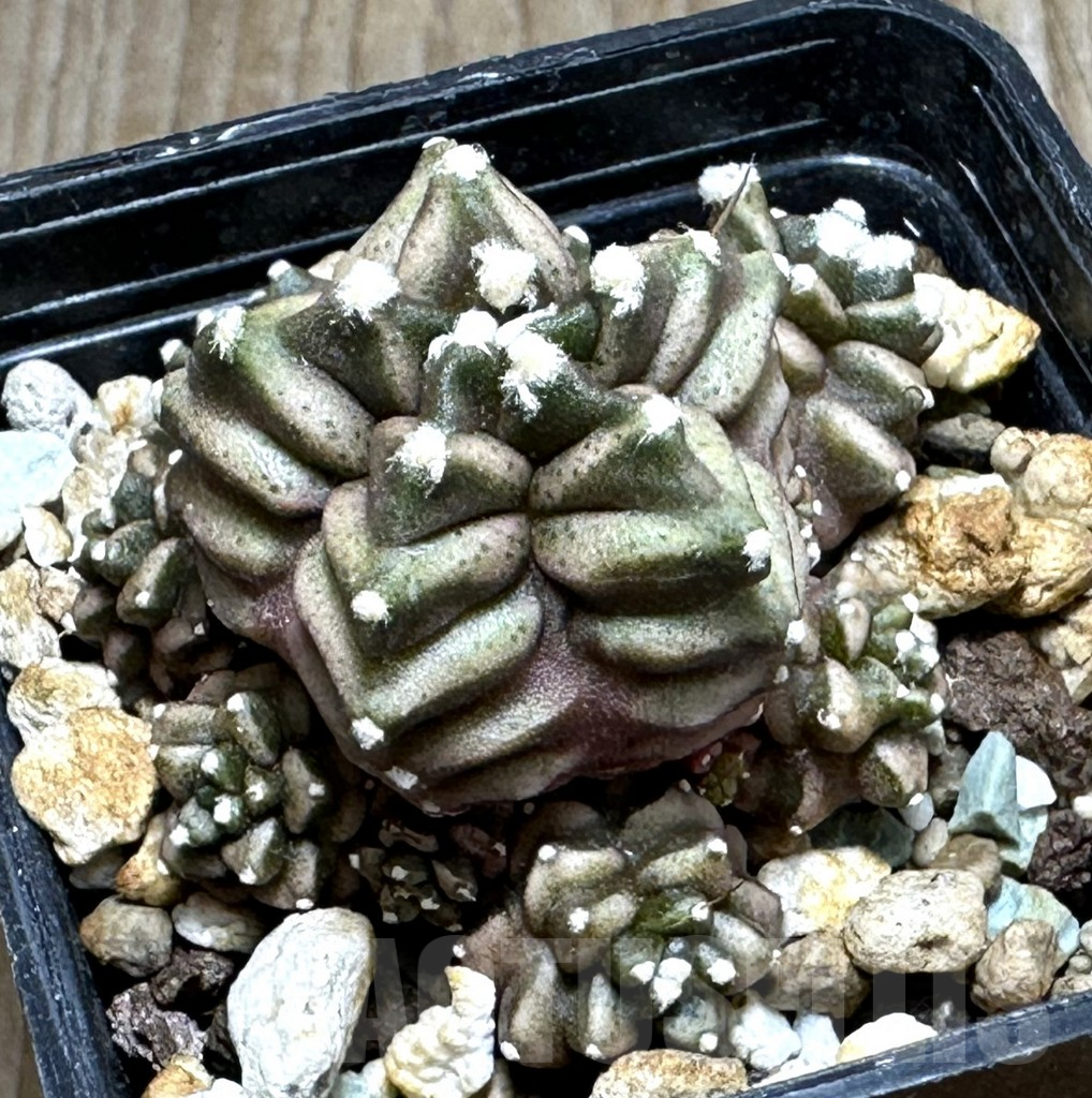 SHPR16692 Gymnocalycium mihanovichii 'Transformer', seedling