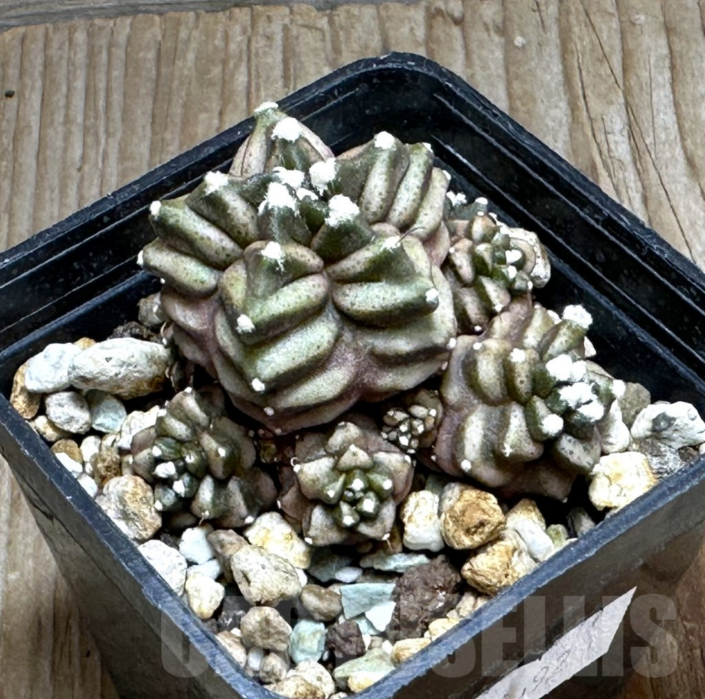SHPR16692 Gymnocalycium mihanovichii 'Transformer', seedling - Image 2