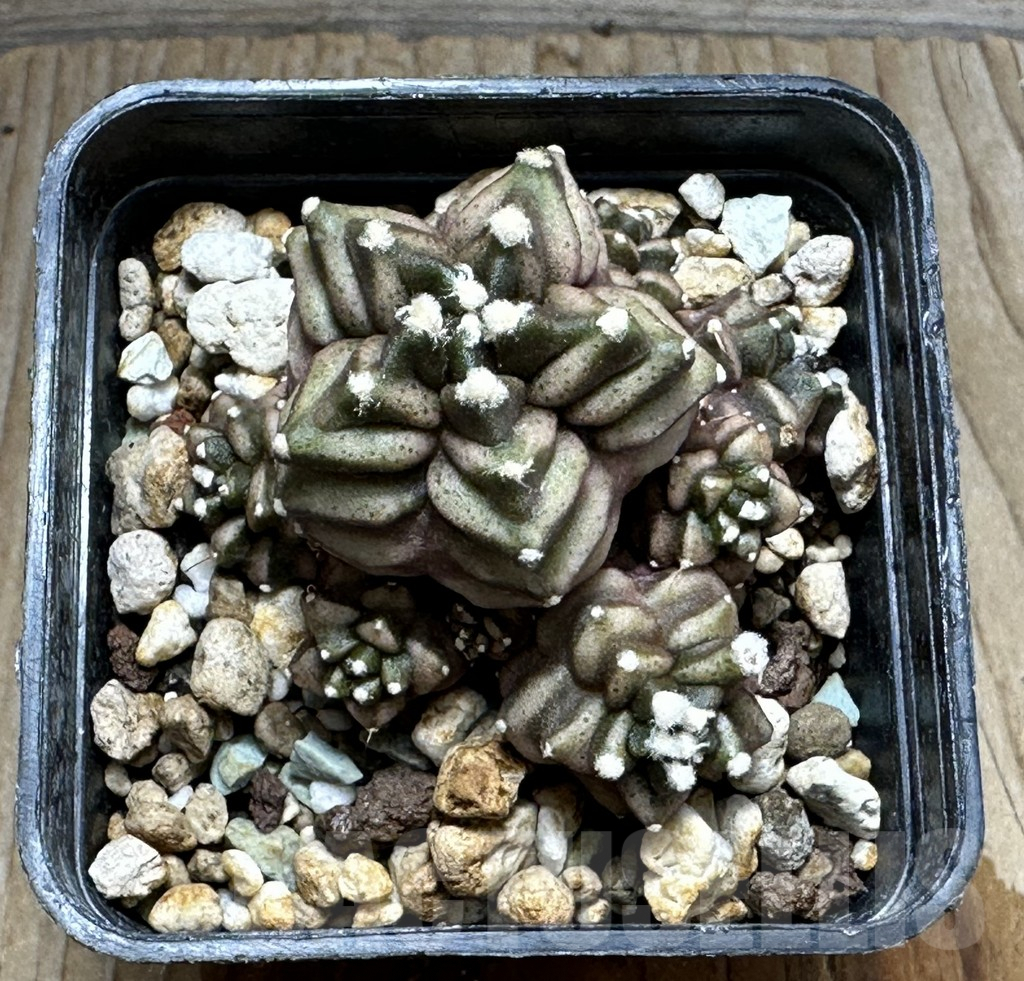 SHPR16692 Gymnocalycium mihanovichii 'Transformer', seedling - Image 3