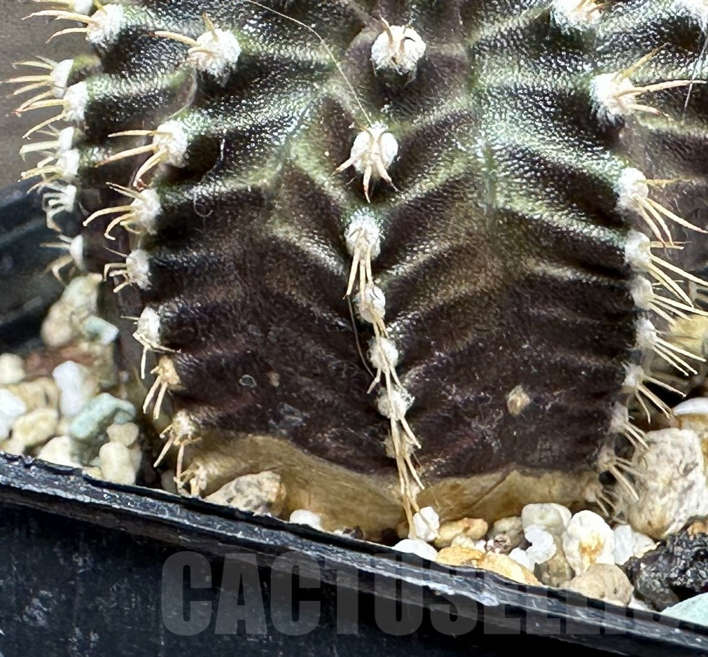 SHPR17807 Gymnocalycium mihanovichii ‘Star line’ - Image 2